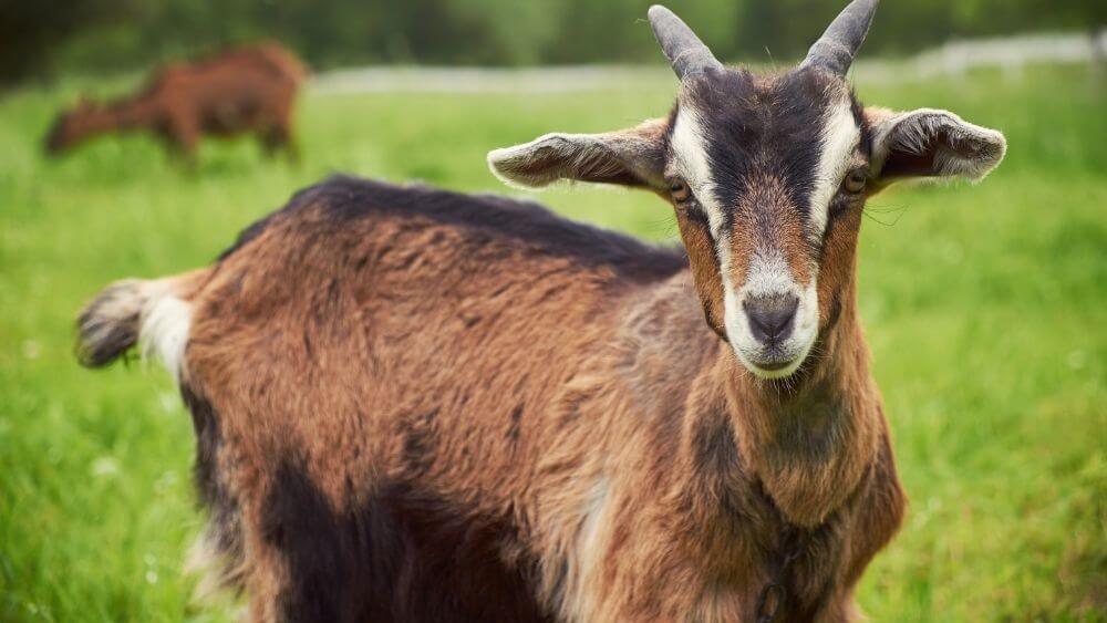 goat-animal-facts.jpg